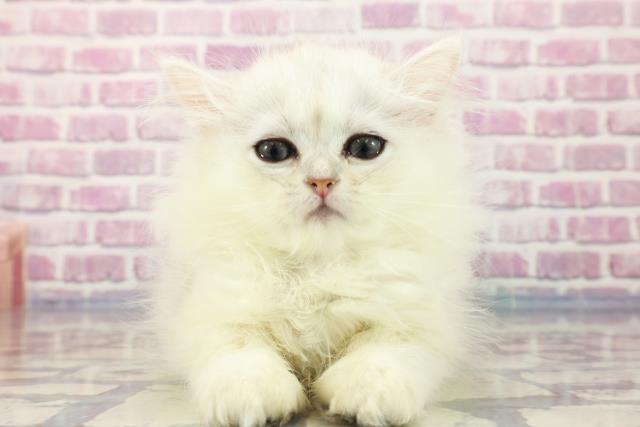 新潟県のペルシャ (Coo&RIKU上越店/2023年8月24日生まれ/女の子/チンチラシルバー)の子猫