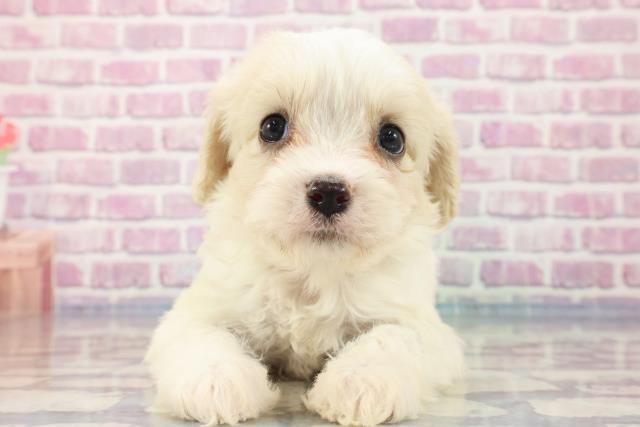 石川県のハーフ犬 (Coo&RIKUコメリパワー白山店/2023年9月2日生まれ/女の子/クリームホワイト)の子犬