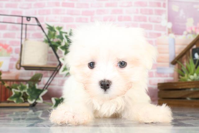 大分県のマルチーズ (Coo&RIKU大分店/2023年9月1日生まれ/男の子/ホワイト(白))の子犬