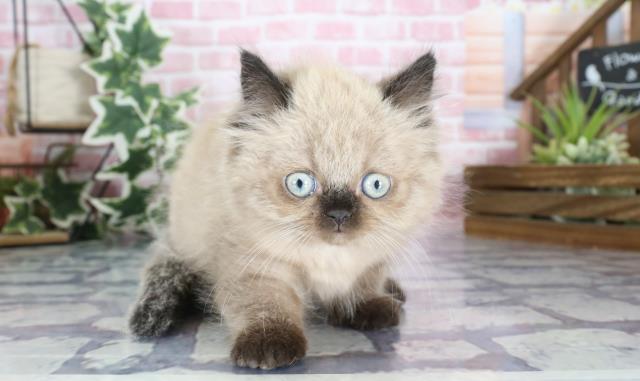 ヒマラヤン