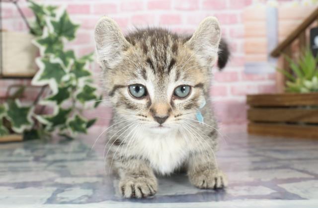福岡県のキンカロー (Coo&RIKU久留米店/2023年9月3日生まれ/男の子/ブラウンタビー)の子猫