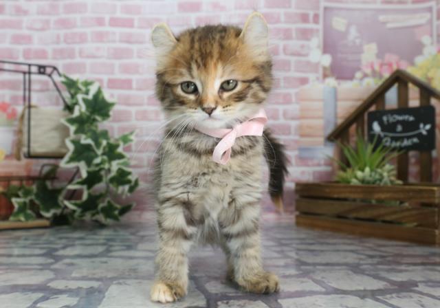 鹿児島県のキンカロー (Coo&RIKU鹿児島店/2023年9月3日生まれ/女の子/ブラウンタビー)の子猫