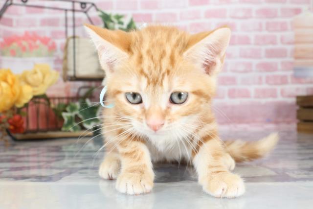 長崎県のマンチカン (Coo&RIKU長崎佐世保店/2023年8月29日生まれ/男の子/レッドタビー)の子猫