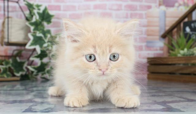 大分県のミヌエット (Coo&RIKU大分店/2023年8月30日生まれ/女の子/クリームタビー)の子猫