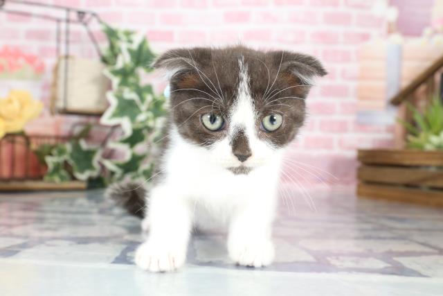 長崎県のスコティッシュフォールド (Coo&RIKU長崎浜町店/2023年8月23日生まれ/男の子/ブルータビーホワイト)の子猫