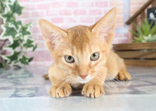 福岡県のソマリ (Coo&RIKU筑後店/2023年8月9日生まれ/男の子/レッド(赤))の子猫