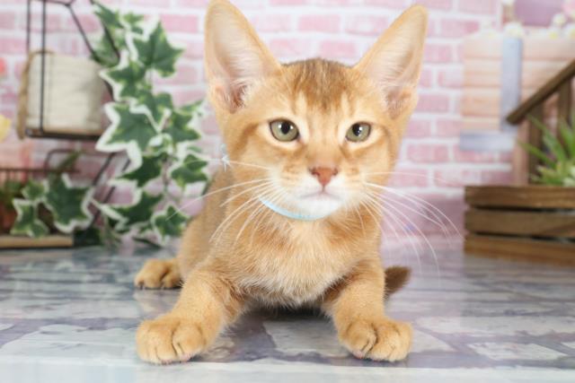 宮崎県のソマリ (Coo&RIKU宮崎店/2023年8月9日生まれ/男の子/レッド(赤))の子猫