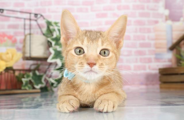 福岡県のソマリ (Coo&RIKU行橋店/2023年7月27日生まれ/男の子/レッド(赤))の子猫