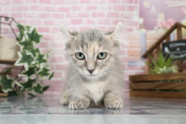 福岡県のキンカロー (Coo&RIKU福岡東店/2023年7月19日生まれ/女の子/ブルーパッチドタビー)の子猫