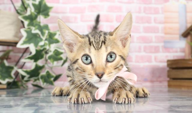 鹿児島県のベンガル (Coo&RIKU鹿児島店/2023年8月12日生まれ/女の子/ブラウンスポットタビー)の子猫
