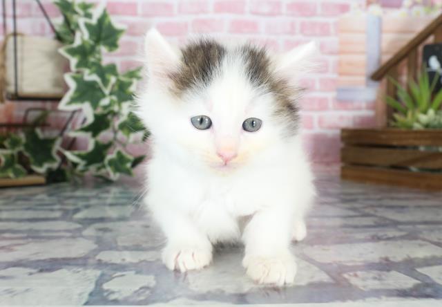 熊本県のノルウェージャンフォレストキャット (Coo&RIKUカリーノ玉名店/2023年9月2日生まれ/男の子/ブラウンタビーホワイト)の子猫