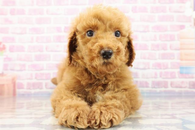 東京都のスタンダードプードル (Coo&RIKU練馬店/2023年9月2日生まれ/女の子/レッド(赤))の子犬