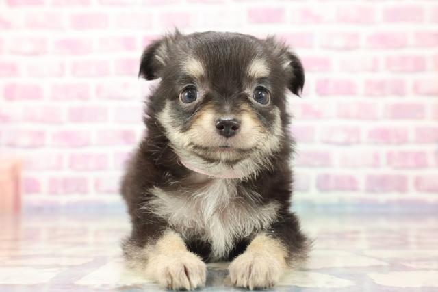 神奈川県のチワワ(ロング) (Coo&RIKUパウ川崎店/2023年9月2日生まれ/女の子/ブラックタン)の子犬