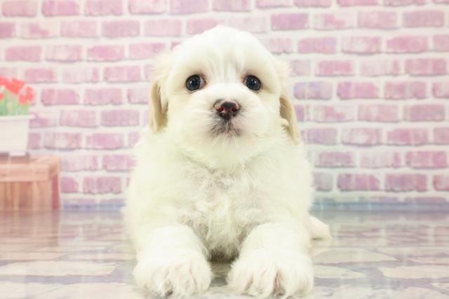 長野県のマルプー (Coo&RIKUコメリパワー長野東部店/2023年9月3日生まれ/男の子/クリームホワイト)の子犬