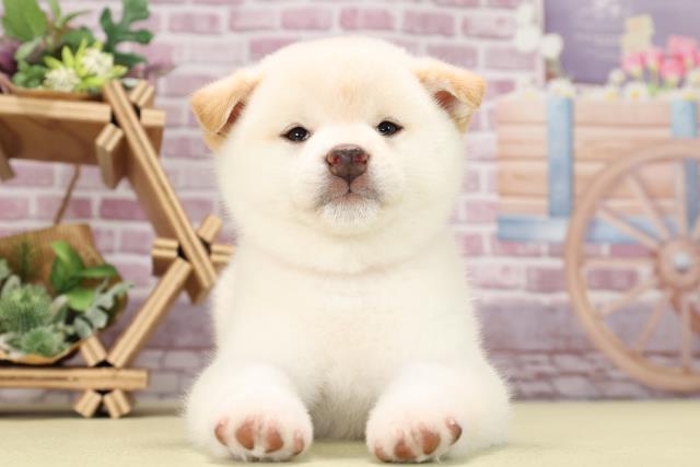 柴犬