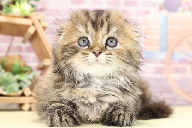 東京都のスコティッシュフォールド (Coo&RIKU武蔵小山店/2023年9月3日生まれ/女の子/ブラウンパッチドタビー)の子猫