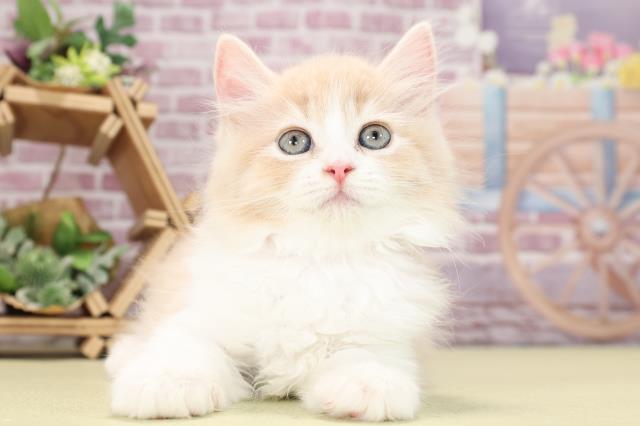 三重県のラガマフィン (Coo&RIKU四日市店/2023年8月27日生まれ/女の子/クリームタビーホワイト)の子猫