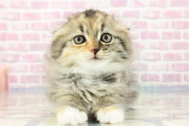新潟県のスコティッシュフォールド (Coo&RIKU長岡店/2023年9月3日生まれ/女の子/ブラウンパッチドタビーホワイト)の子猫