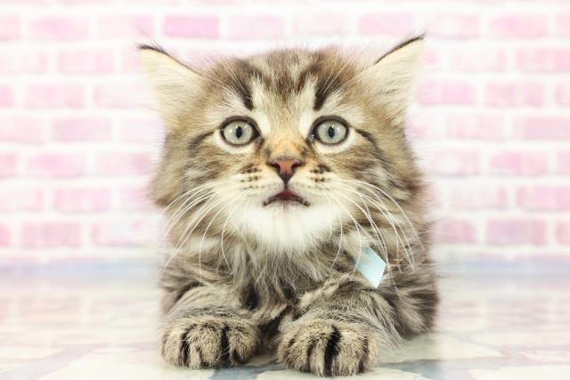 山口県のスコティッシュフォールド (Coo&RIKUシーモール下関店/2023年9月3日生まれ/男の子/ブラウンタビー)の子猫