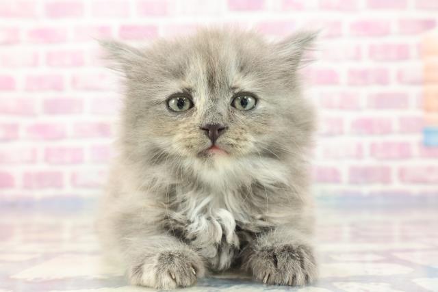 山形県のスコティッシュフォールド (Coo&RIKU山形店/2023年9月3日生まれ/女の子/ブルーパッチドタビー)の子猫