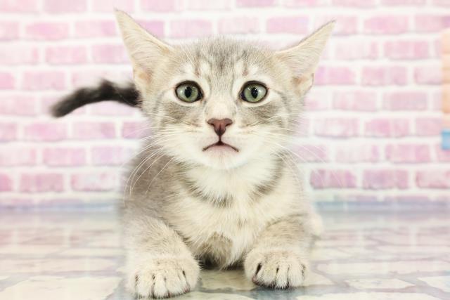 愛知県のアメリカンカール (Coo&RIKU東海一宮店/2023年9月2日生まれ/男の子/ブルータビー)の子猫