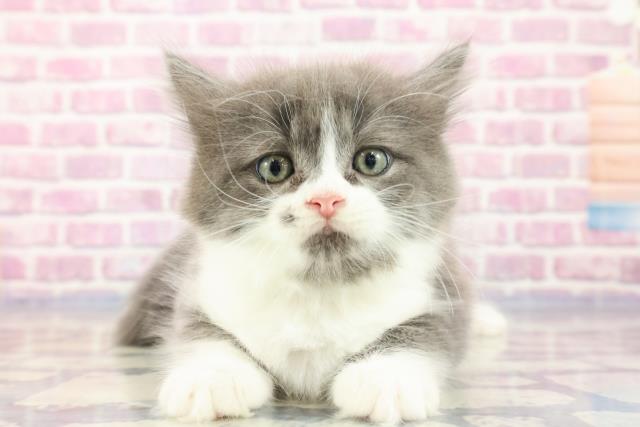 千葉県のラガマフィン (Coo&RIKUフレスポ稲毛店/2023年8月30日生まれ/男の子/ブルータビーホワイト)の子猫