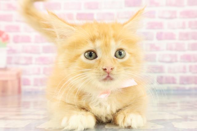 埼玉県のメインクーン (Coo&RIKUアニマルケアセンター大宮/2023年8月31日生まれ/女の子/レッドタビーホワイト)の子猫