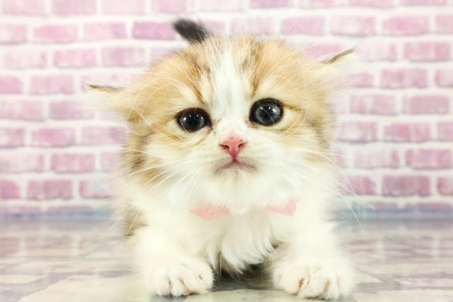 大阪府のミヌエット (Coo&RIKU高槻店/2023年9月3日生まれ/女の子/ブラウンパッチドタビーホワイト)の子猫