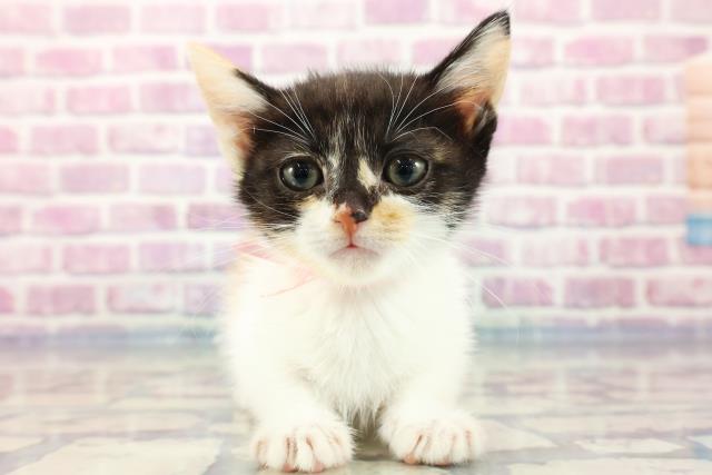 愛知県のマンチカン (Coo&RIKU瀬港線守山店/2023年9月3日生まれ/女の子/キャリコ)の子猫