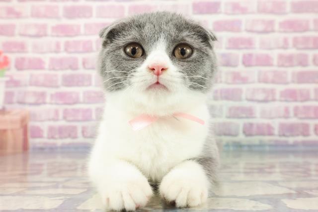 茨城県のスコティッシュフォールド (Coo&RIKU牛久店/2023年7月16日生まれ/女の子/ブルーホワイト)の子猫