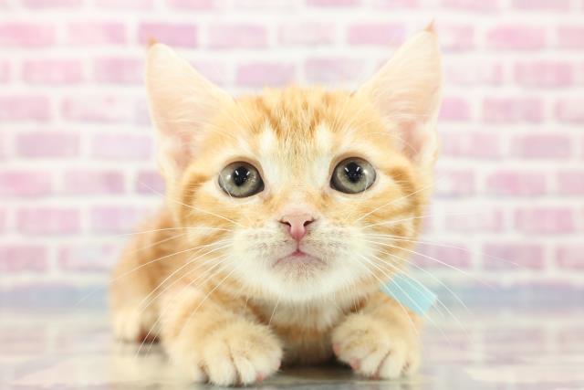茨城県のマンチカン (Coo&RIKU牛久店/2023年8月29日生まれ/男の子/レッドクラシックタビー)の子猫
