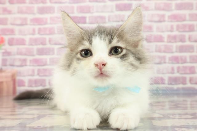 茨城県のノルウェージャンフォレストキャット (Coo&RIKU石岡店/2023年8月22日生まれ/男の子/ブルータビーホワイト)の子猫