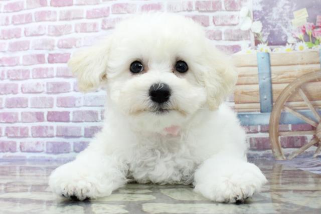 宮城県のビションフリーゼ (Coo&RIKU石巻店/2023年8月31日生まれ/女の子/ホワイト(白))の子犬