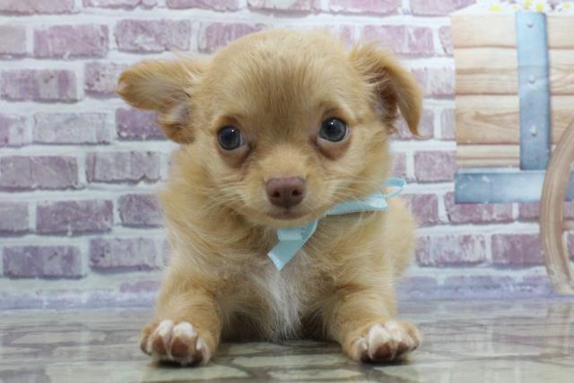 北海道のチワワ(ロング) (Coo&RIKU旭川店/2023年9月4日生まれ/男の子/クリーム)の子犬