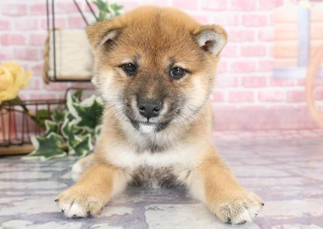 柴犬