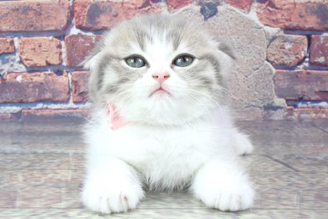 大阪府のスコティッシュフォールド (Coo&RIKU和泉店/2023年9月4日生まれ/女の子/ブルータビーホワイト)の子猫