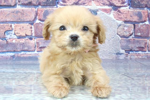 大阪府のハーフ犬 (Coo&RIKU高槻店/2023年9月4日生まれ/女の子/アプリコット)の子犬