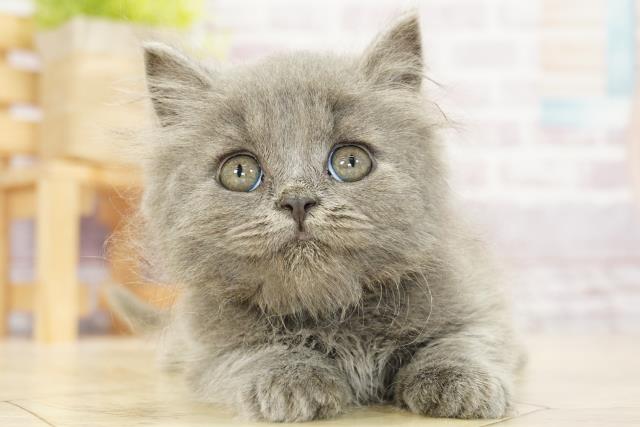 愛知県のブリティッシュロングヘアー (Coo&RIKU半田店/2023年9月4日生まれ/男の子/ブルー)の子猫