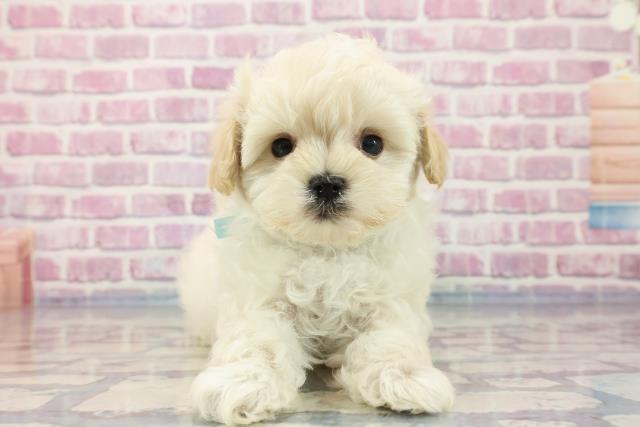 埼玉県のマルプー (Coo&RIKUアニマルケアセンター大宮/2023年8月26日生まれ/男の子/クリーム)の子犬