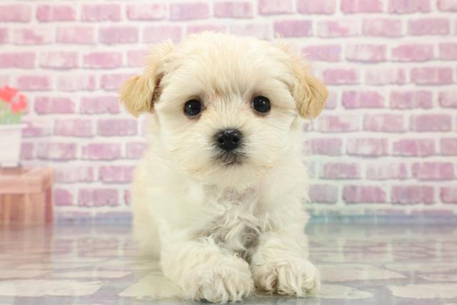 埼玉県のマルプー (Coo&RIKUアニマルケアセンター大宮/2023年8月26日生まれ/女の子/クリーム)の子犬