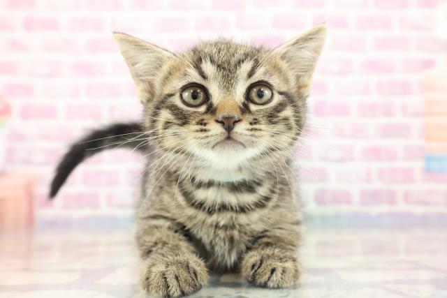 長野県のマンチカン (Coo&RIKU長野店/2023年9月3日生まれ/男の子/ブラウンタビー)の子猫