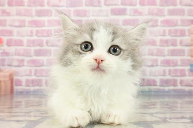 石川県のマンチカン (Coo&RIKU金沢店/2023年9月1日生まれ/男の子/ブルーホワイト)の子猫