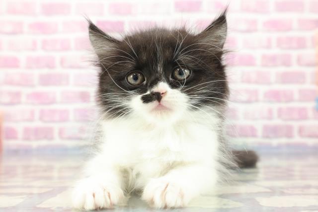 沖縄県のミヌエット (Coo&RIKUイオン北谷店/2023年9月3日生まれ/女の子/ブラックホワイト)の子猫