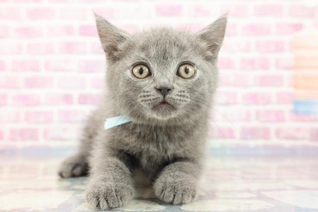 新潟県のブリティッシュショートヘアー (Coo&RIKU長岡店/2023年9月3日生まれ/男の子/ブルー)の子猫