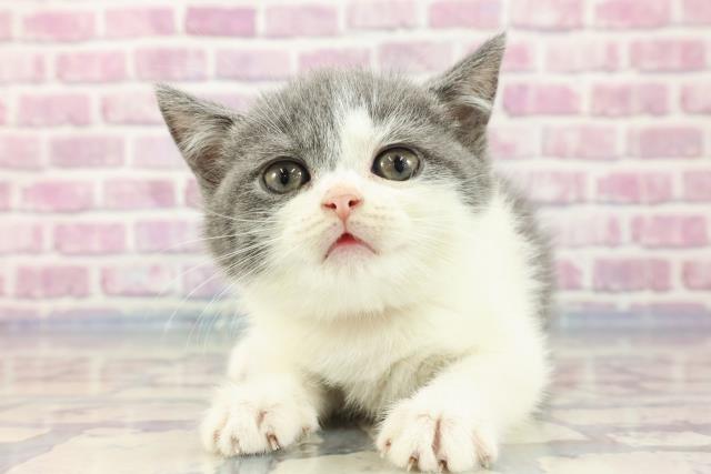 新潟県のブリティッシュショートヘアー (Coo&RIKU新潟西店/2023年9月3日生まれ/女の子/ブルーホワイト)の子猫