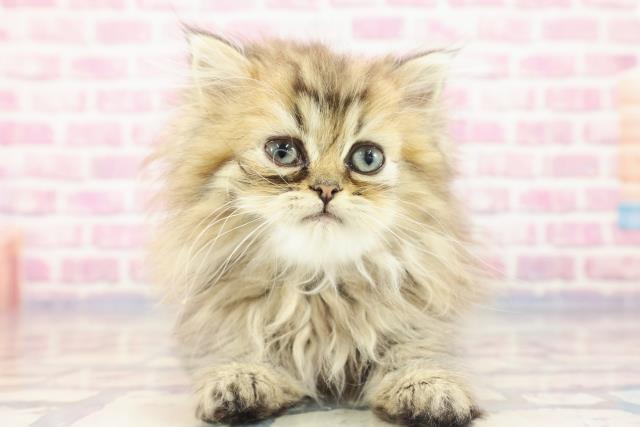埼玉県のペルシャ (Coo&RIKUアニマルケアセンター大宮/2023年9月1日生まれ/女の子/ゴールデン)の子猫