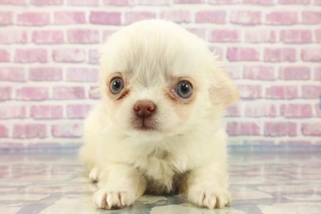 埼玉県のチワワ(ロング) (Coo&RIKUアニマルケアセンター大宮/2023年9月3日生まれ/男の子/クリーム)の子犬