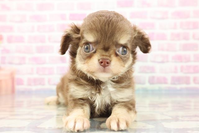 富山県のチワワ(ロング) (Coo&RIKU富山店/2023年9月4日生まれ/女の子/チョコレートクリーム)の子犬