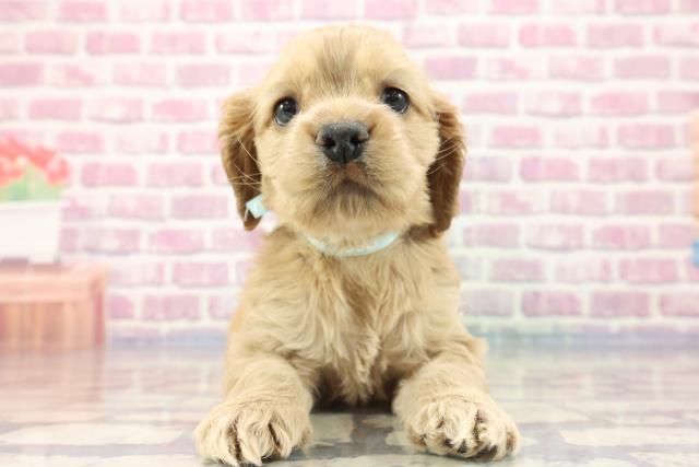 北海道のアメリカンコッカースパニエル (Coo&RIKU函館店/2023年9月5日生まれ/男の子/バフ)の子犬