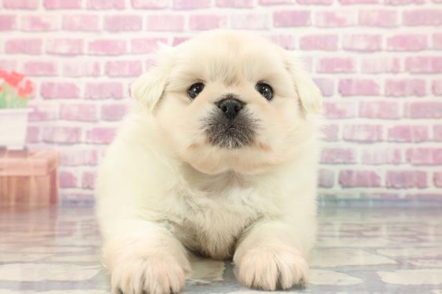 山梨県のハーフ犬 (Coo&RIKU甲府昭和通り店/2023年9月5日生まれ/男の子/クリーム)の子犬